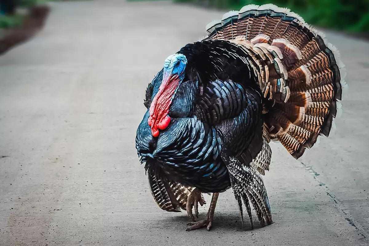 male wild turkey crossing road