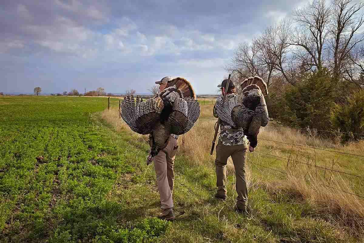two hunters carrying dead wild turkeys over their shoulders
