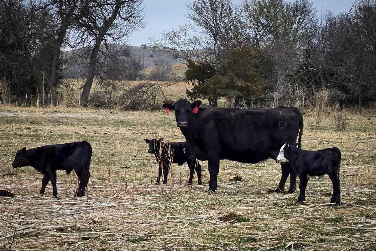 cow standing with three calves