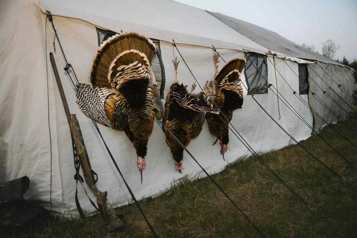 dead wild turkeys hang upside down on outside of canvas wall tent