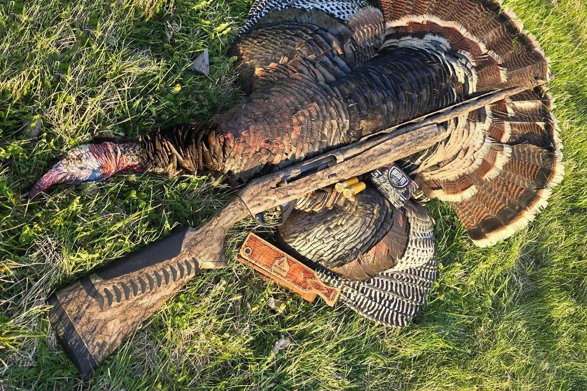 dead wild turkey in grass with benelli shotgun, HEVI-18 ammo, and a wooden box call