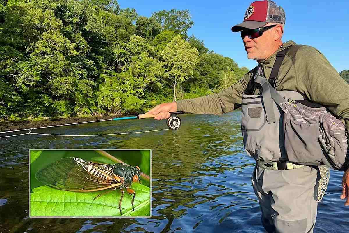 Here They Come: Cicadas Arrive to the Delight of Gamefish, Anglers