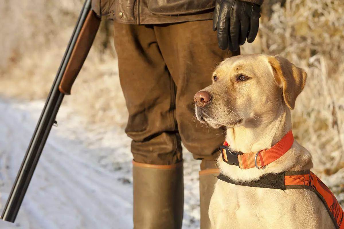 Cold-Weather Nutrition for Hard-Working Gun Dogs