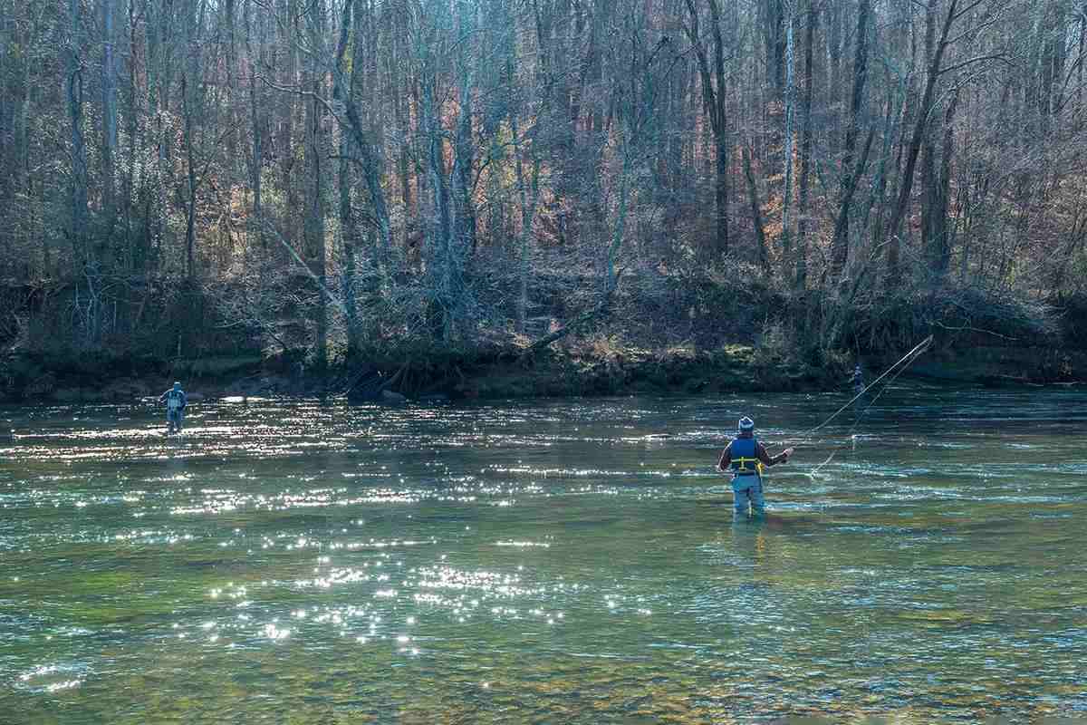 Three fishermen wading in the water fly fishing on the Chattahoochee river in north Georgia on a bright sunny day in winter with the forest in the background. 