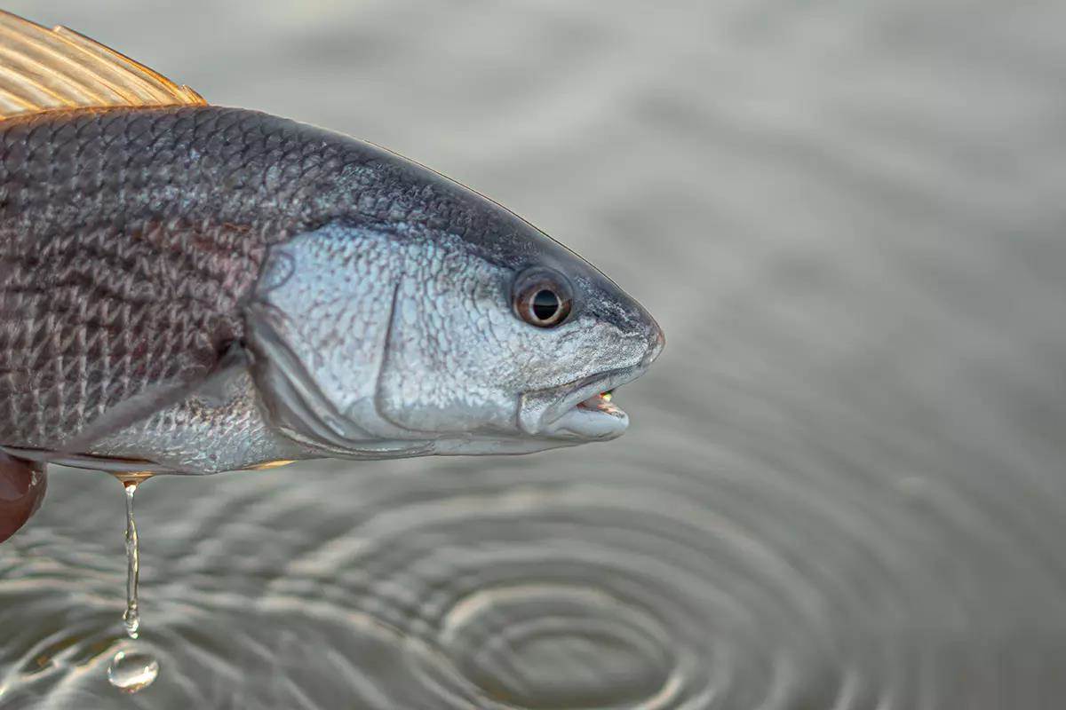 A red drum held over the water's surface; water dripping off of the fish.