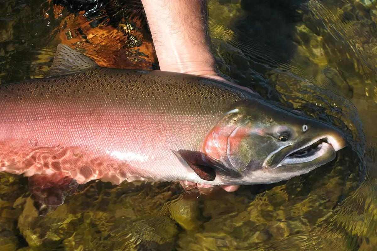 Historic Opportunity to Safeguard 28 Million Acres of Salmon-Dwelling Public Land