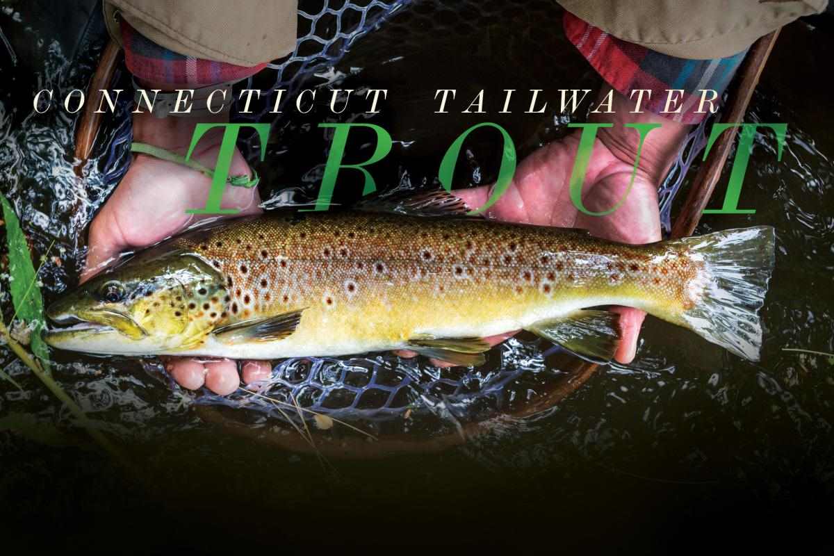 Connecticut Tailwater Trout: Year-Round Hatches and Lots of - Fly Fisherman