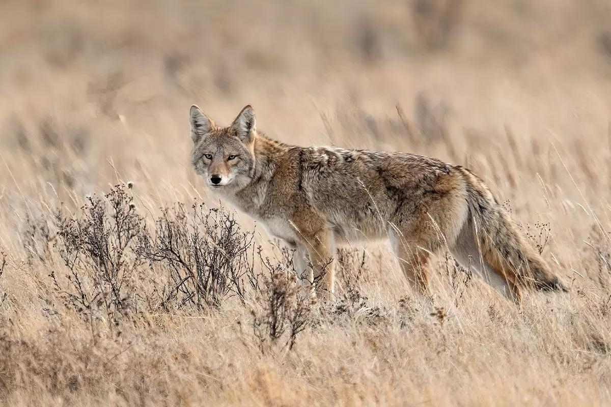 Coyote Hunting: See the Must-Have Gear for In-Field Success