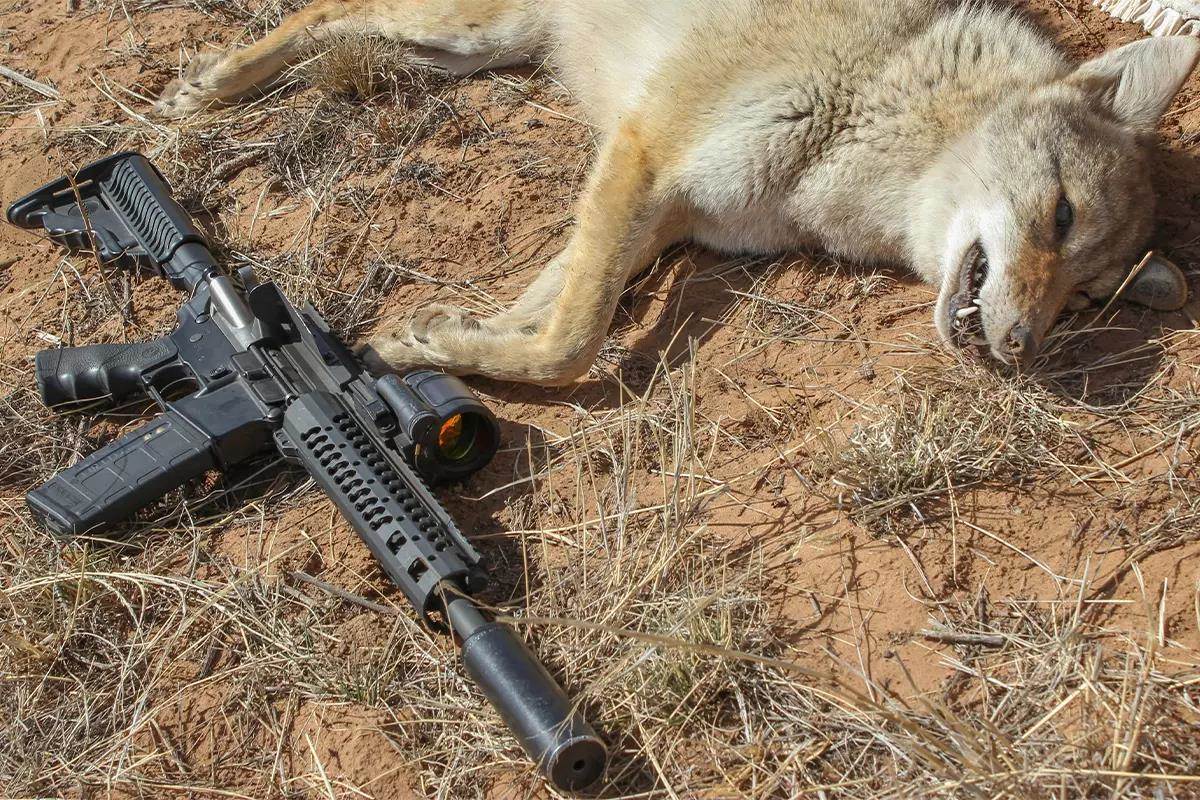 A dead coyote lies on the ground next to an AR rifle.