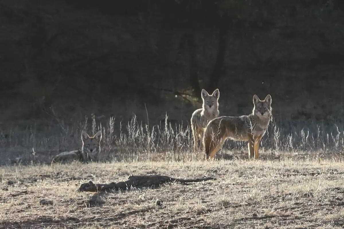 A group of coyotes look towards the camera in an open field.