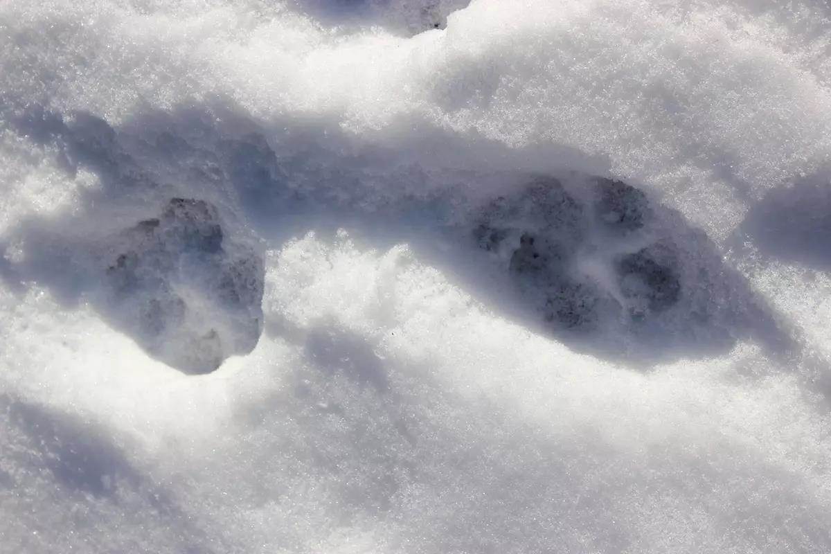 A photo of a canine's paw print in snow.