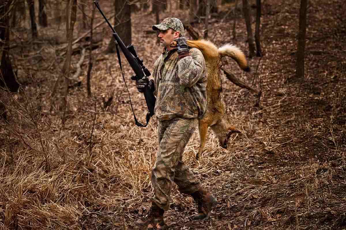 Coyote Wintertime Hunting: The Secrets for More Success