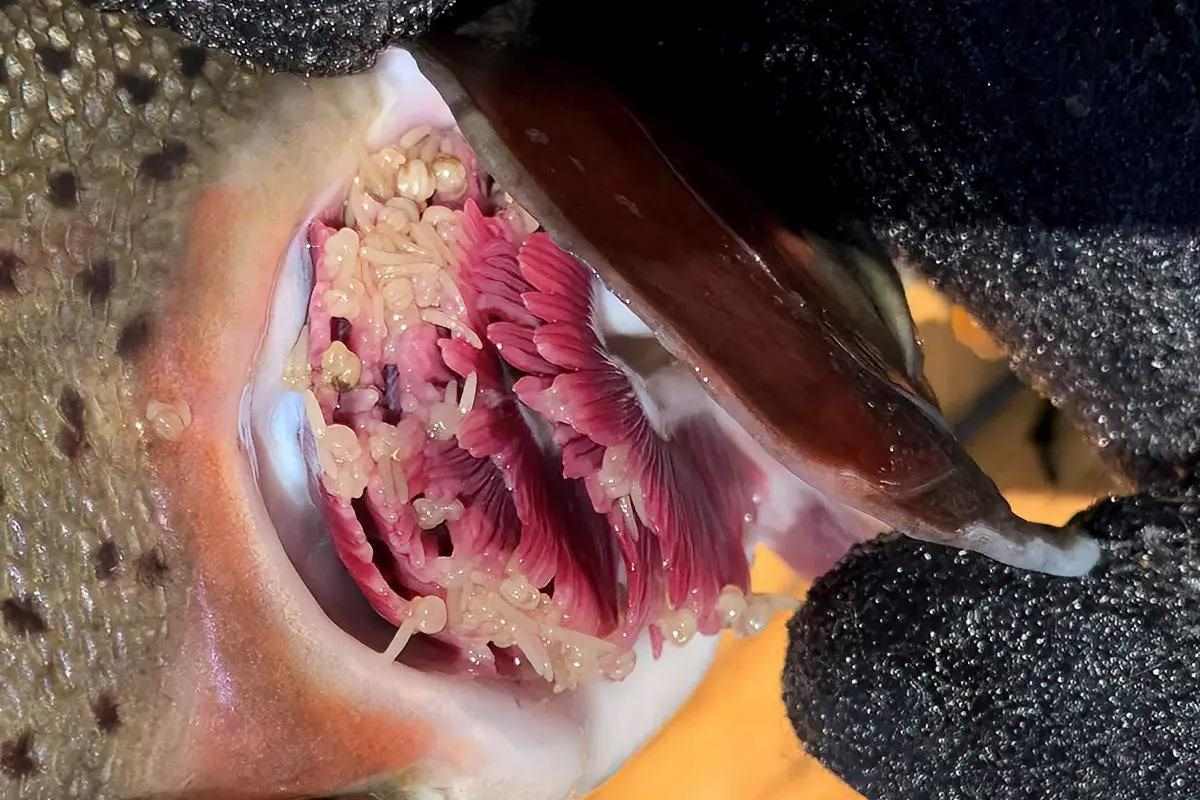 The inner gill of a rainbow trout with lots of gill lice. 