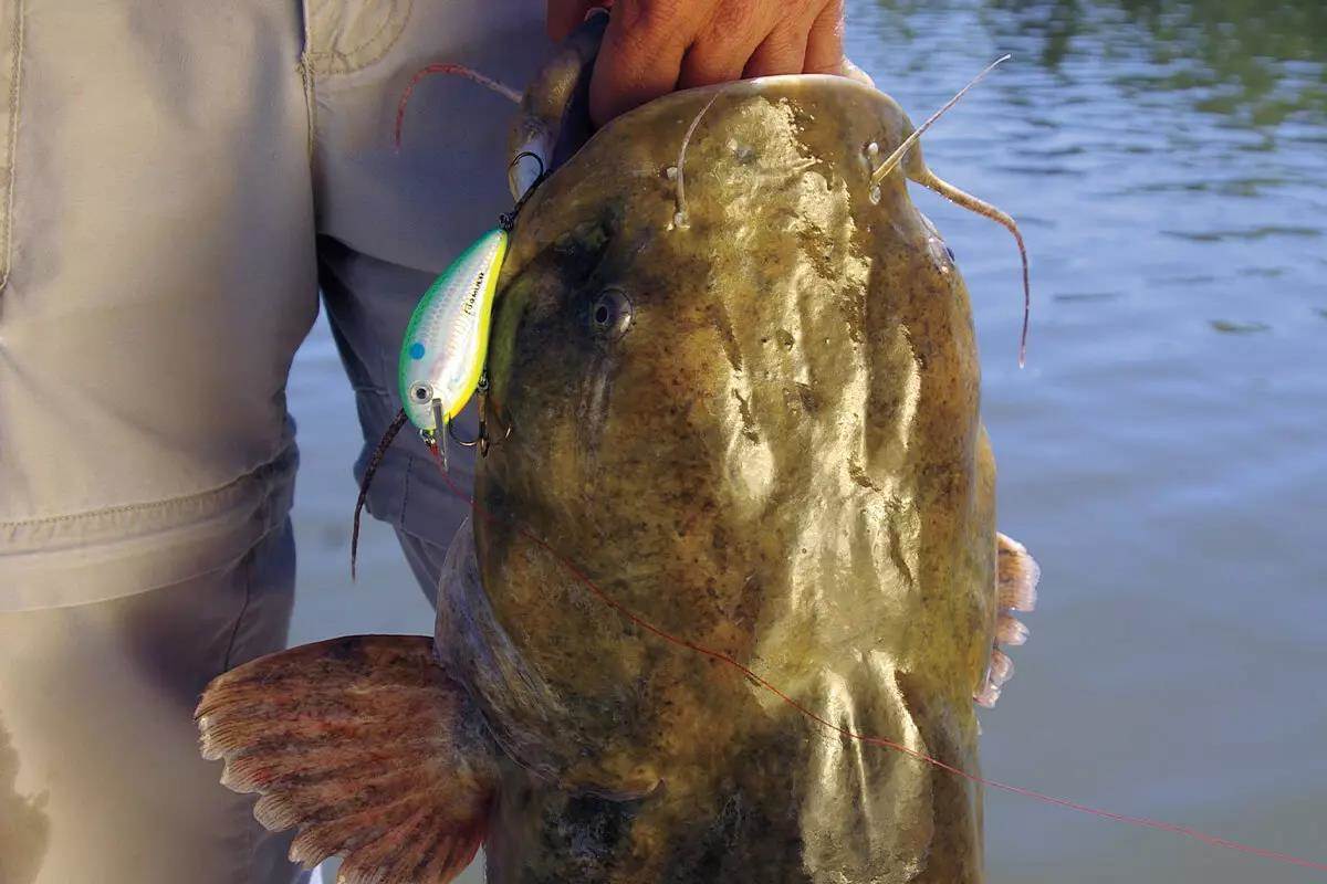 Bluegill vs. Rock Bass for Flathead Catfish (Great Baits!) 