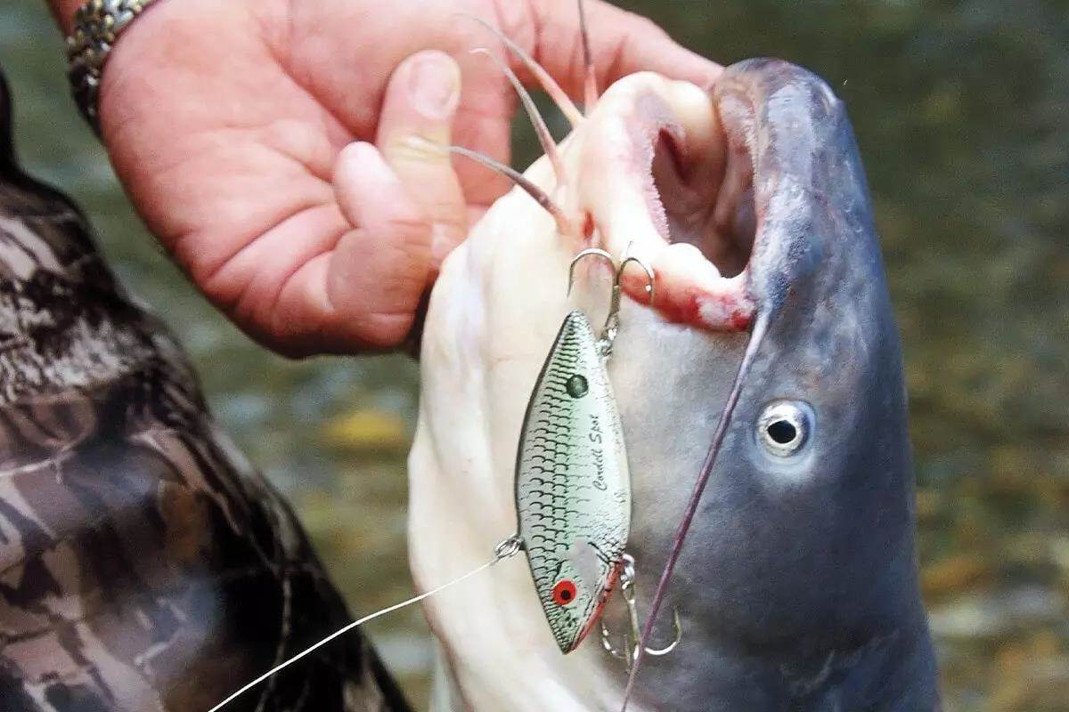 Wild Cat Chartreuse Catfish Charlie Deeper Grooves 3 Pack - Holds Bait  Better, etc