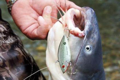 Badin Lake catfish anglers relying on Carolina rigs for big blue