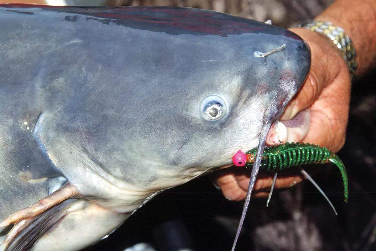 Catfish hitting in summer haunts - Texas Hunting & Fishing