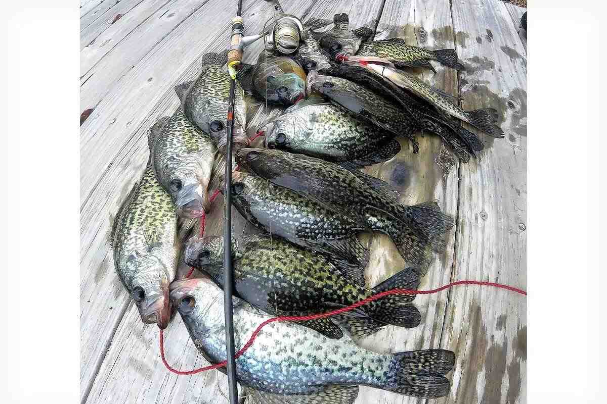 Outdoors:Dock shooting tactic puts crappie baits where the sun