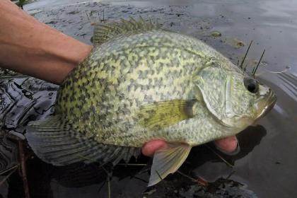Work the Night Shift for After-Dark Crappies - Game & Fish