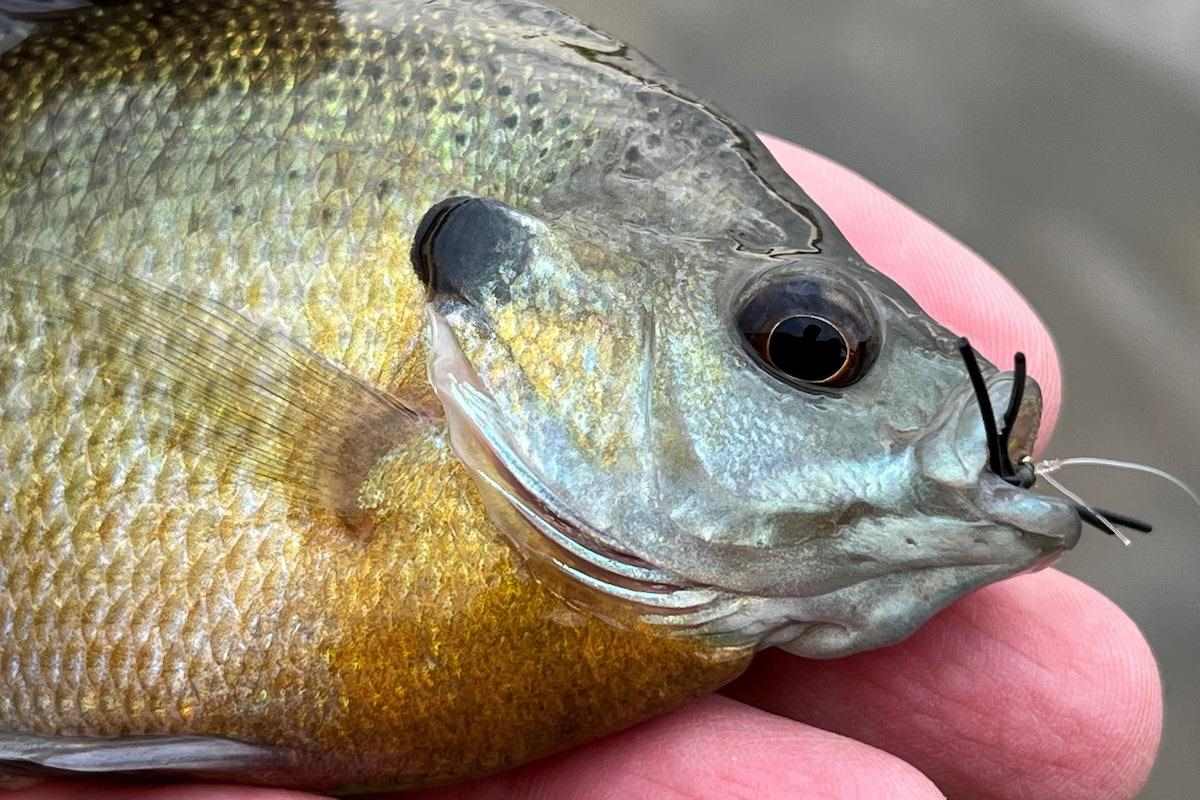 What's More All-American than Bluegills and Crickets? - Game & Fish