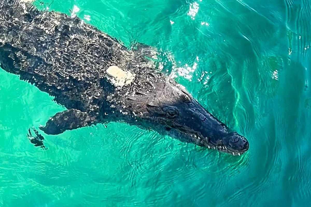 Crocodile Spotted off Popular South Florida Fishing Pier - Florida