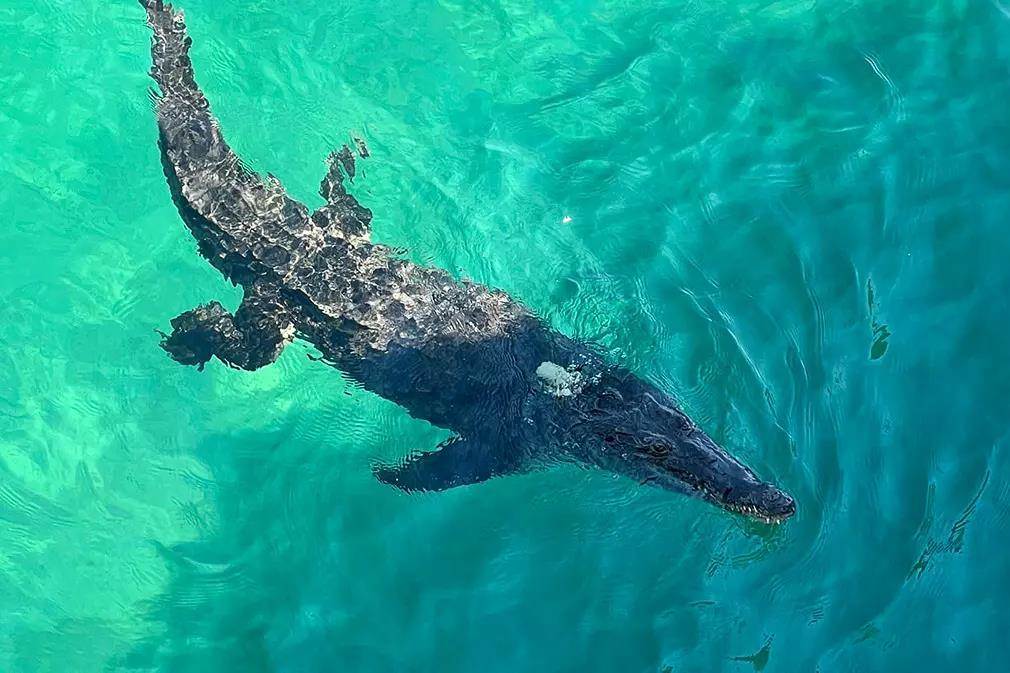 Crocodile Spotted off Popular South Florida Fishing Pier - Florida
