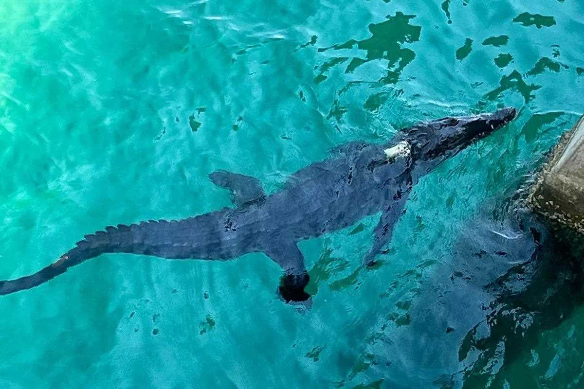 Crocodile Spotted off Popular South Florida Fishing Pier - Florida Sportsman