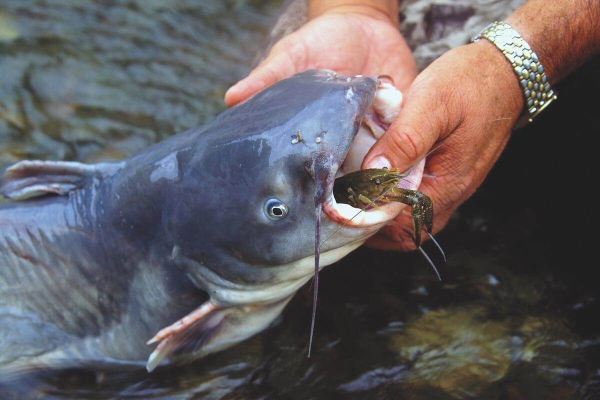 Cypress Cats: The Ins and Outs of Catching Oxbow Catfish
