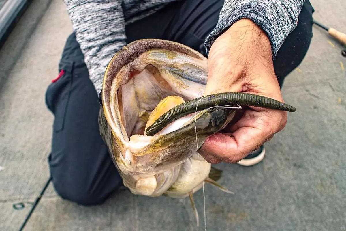 Play Dead to Entice Tight-Lipped Winter Bass - Game & Fish