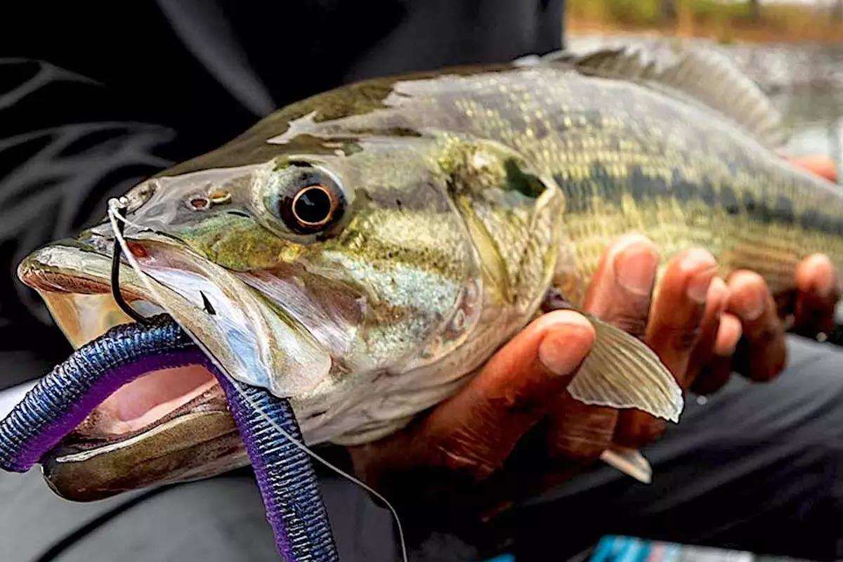 Play Dead to Entice Tight-Lipped Winter Bass