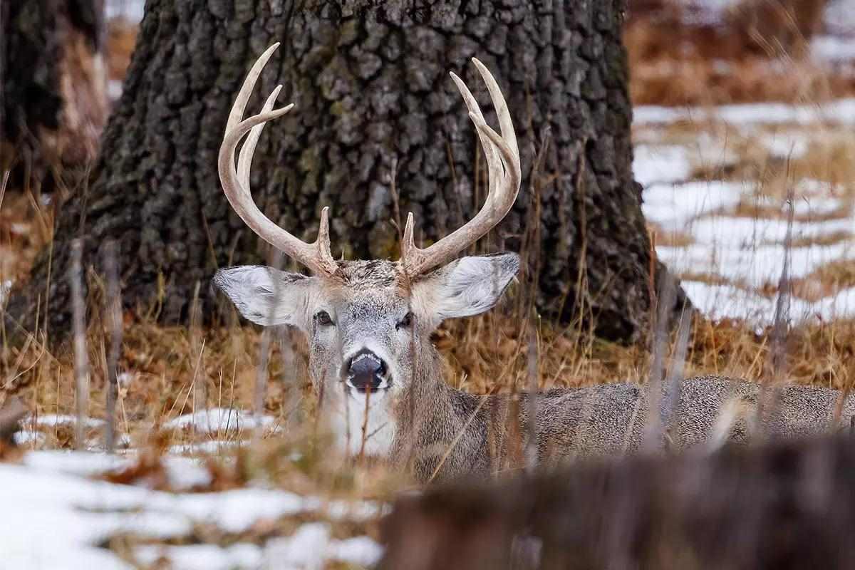 A buck bedded down in a wooded area. 