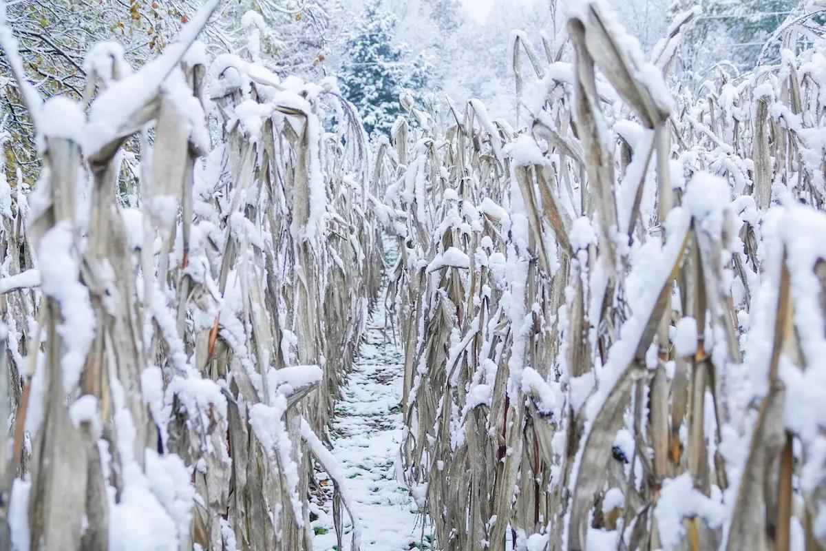 A field of standing corn with snow on stalks and ground. 