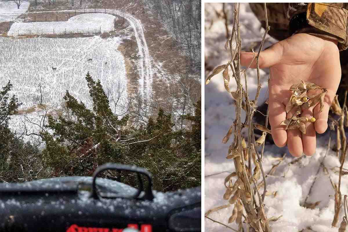 Two images, one of a top down view of deer in an ag field and soybeans in a person's hand. 