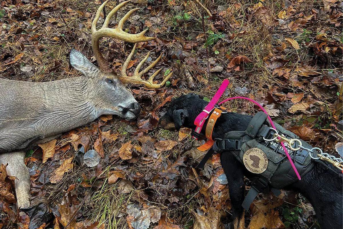 Trail to Recovery: A Tracking Dog Can Be a Hunter's Best Friend