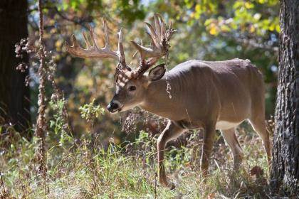 Eine Warnung buck whitetail Deer in der Ferne suchen