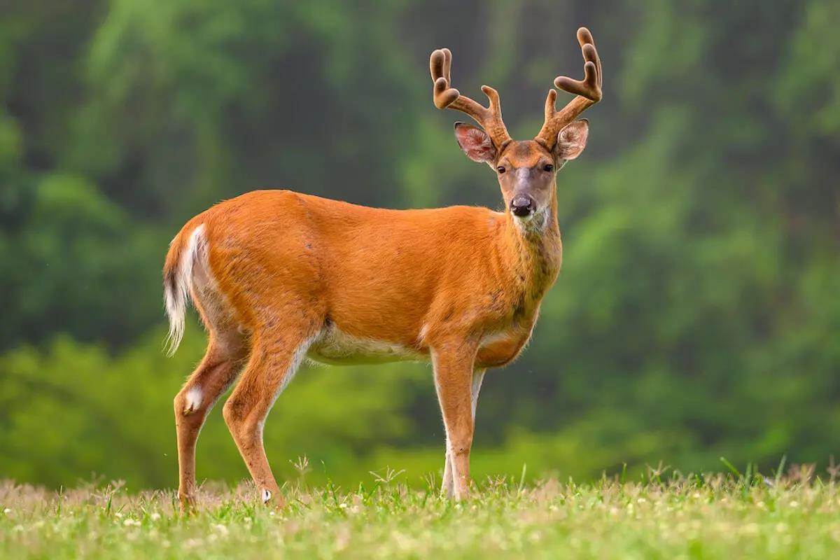 5 Steps to Growing an Effective Whitetail Kill Plot
