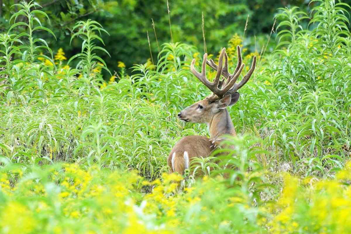 Do This Now To Ensure You Are Deer-Season Ready