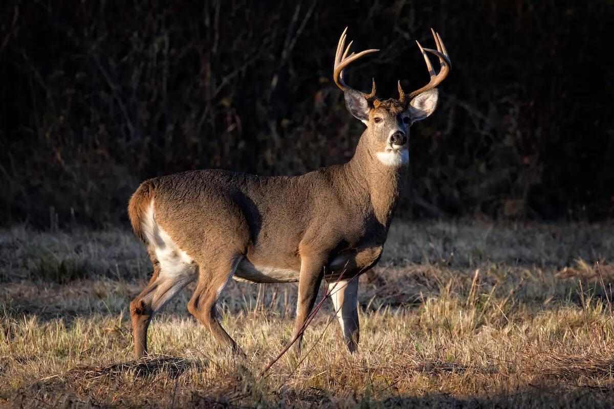 Shot Placement Tips for Hunting Whitetails