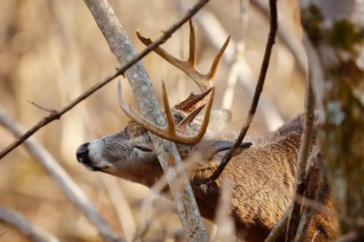 The Scoop on Deer Sign as the Rut Approaches