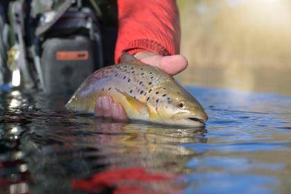 Carp On to the Dark Side of Fly Fishing - Game & Fish