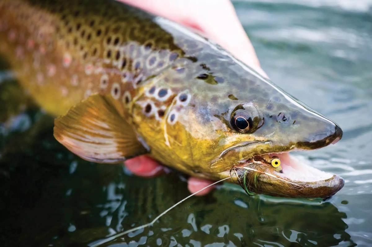 The Exceptional Fisheries of Paradise Valley - Fly Fisherman