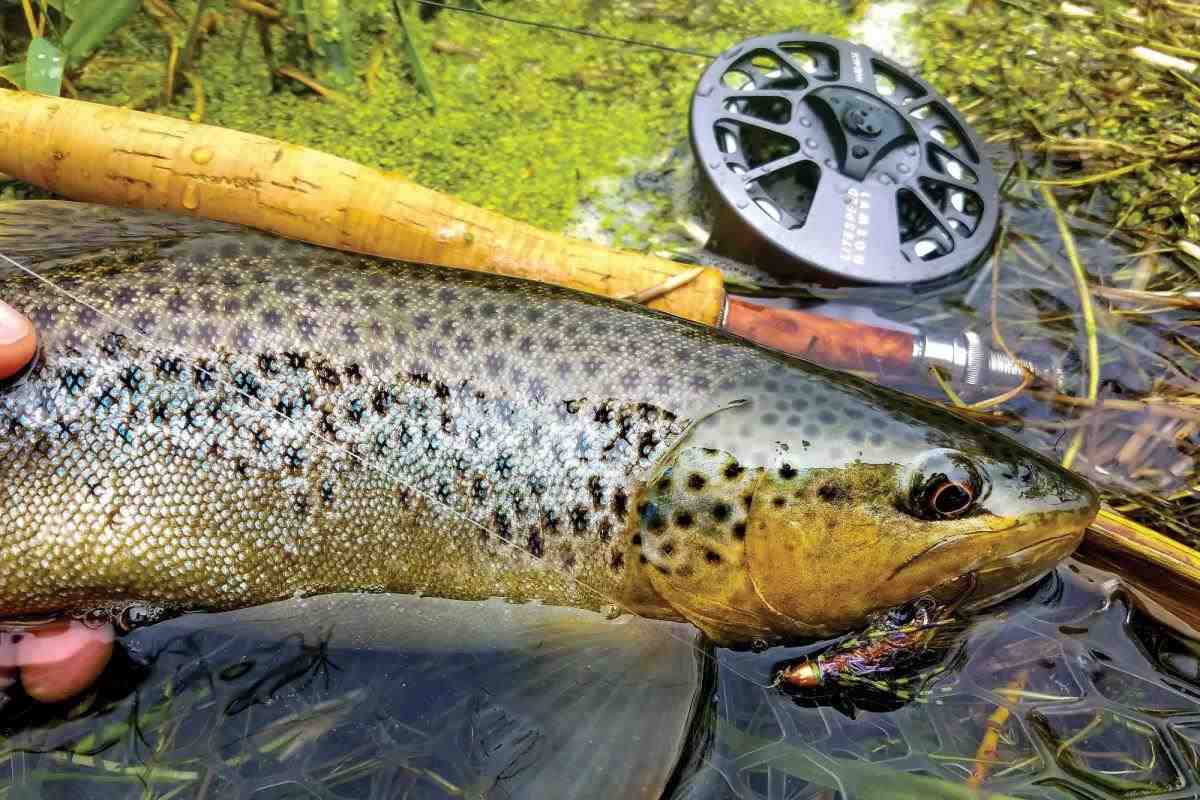 Elk Springs' Bruiser Trout - ON THE FLY SOUTH