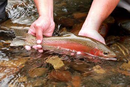 Science in the Thorofare: Researching Cutthroat Trout in the - Fly Fisherman