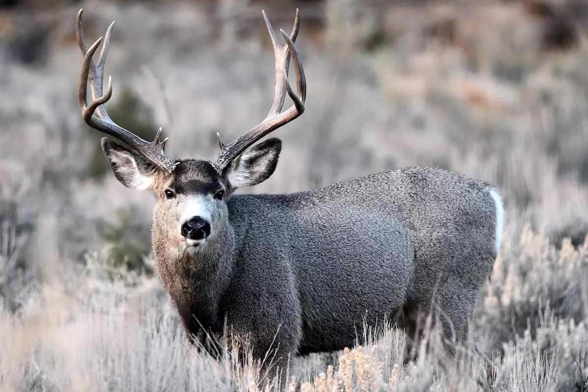 7 Do-It-Yourself Tips for Public-Land Muleys