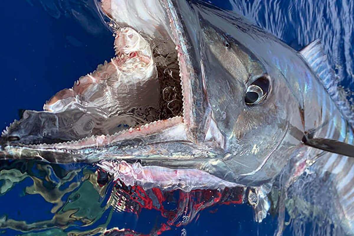 close up of a wahoo with its mouth open