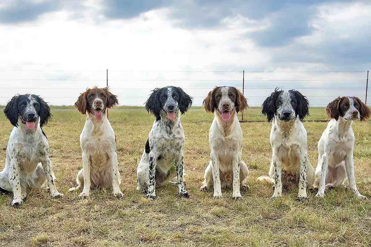 A line of six English springer spaniels sit in a line in a grass field.