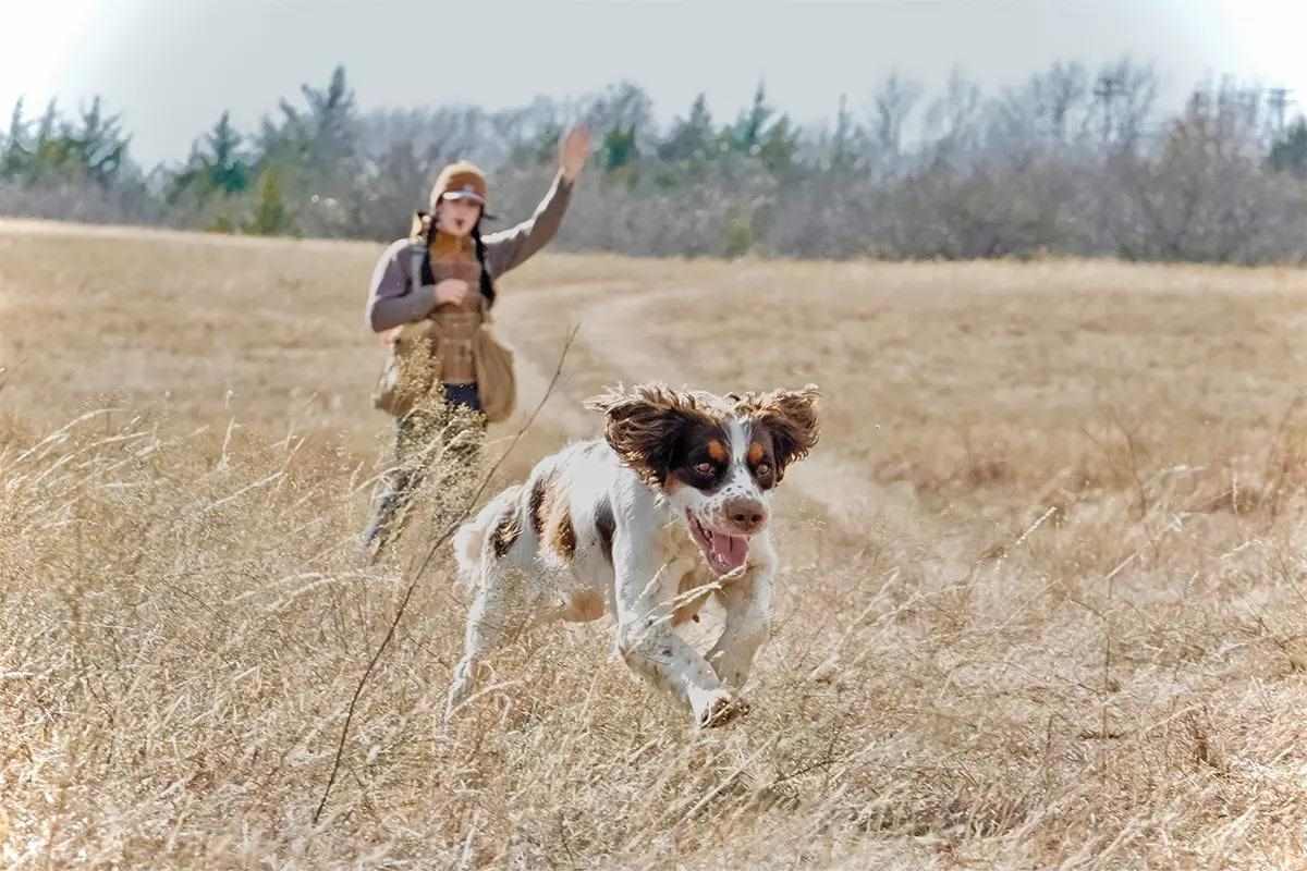 A brown and white springer runs through dry grass with a woman standing in the background with her hand raised.