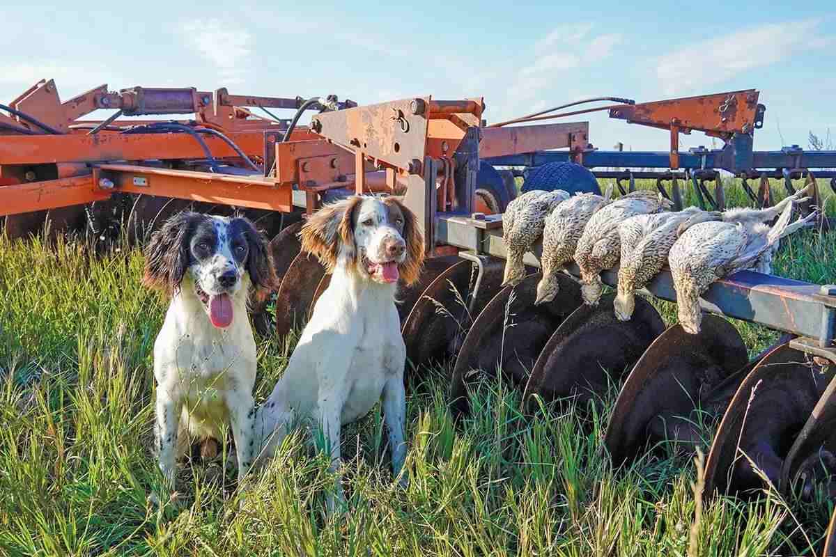 Two springers sit next to a tractor with five sharp tailed grouse laying on it.