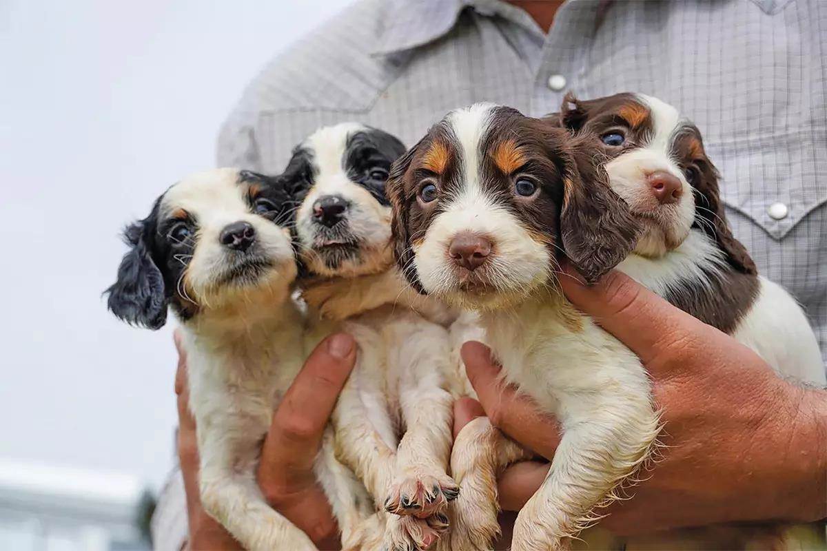 A man holds four small springer spaniel puppies in his hands.