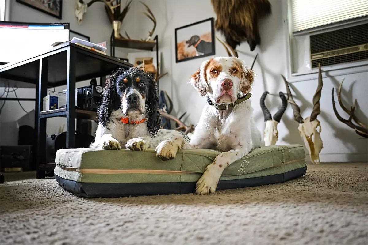 Dog Training Tools to Start Your Spring Dog Training